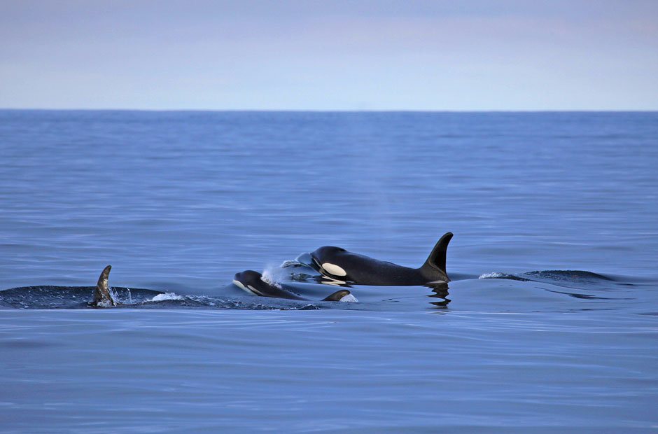 Orca and Calf 2