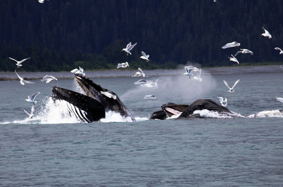 Humpback Feeding