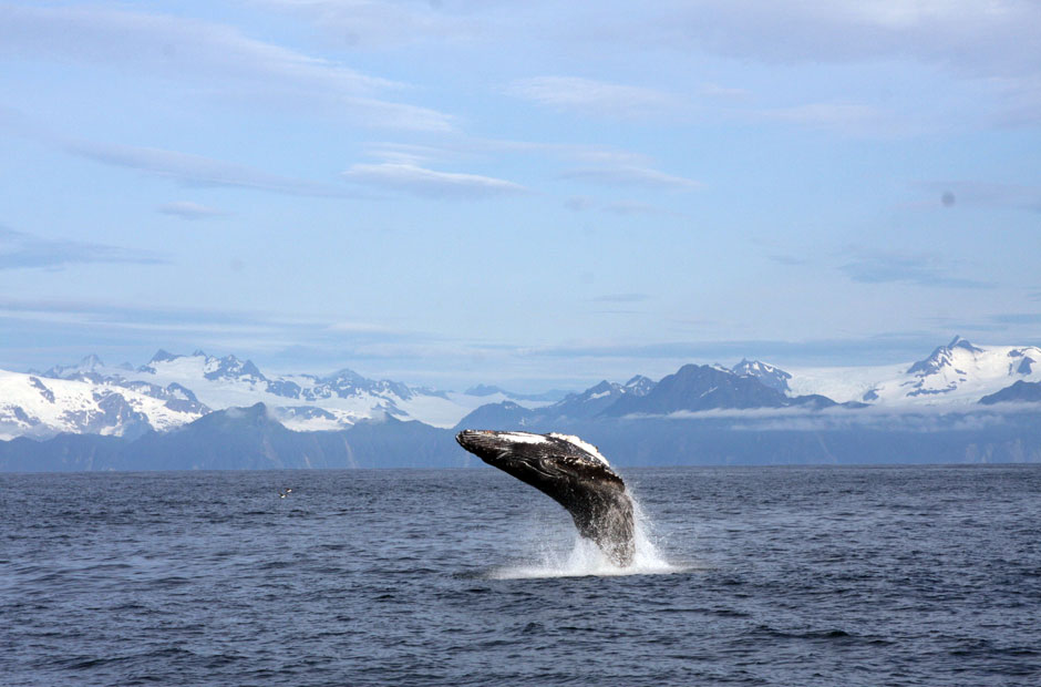 Humpback Whale Breaching.02