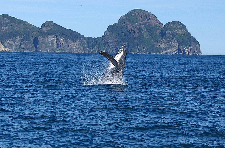 Humpback Whale Breaching