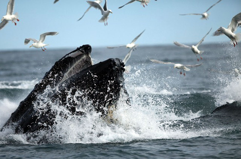 Humpback Whale Feeding