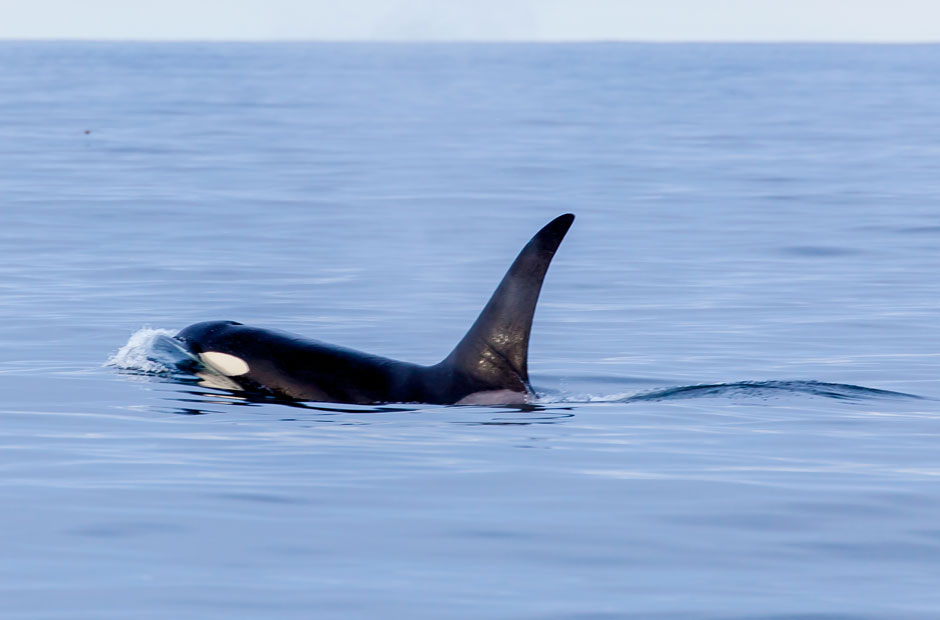 Orca Bull