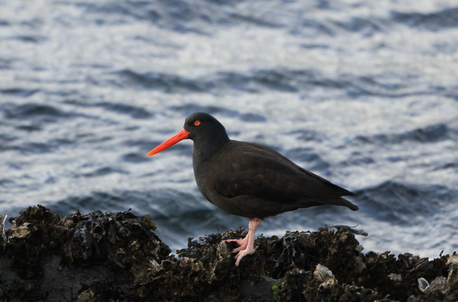 Oystercatcher