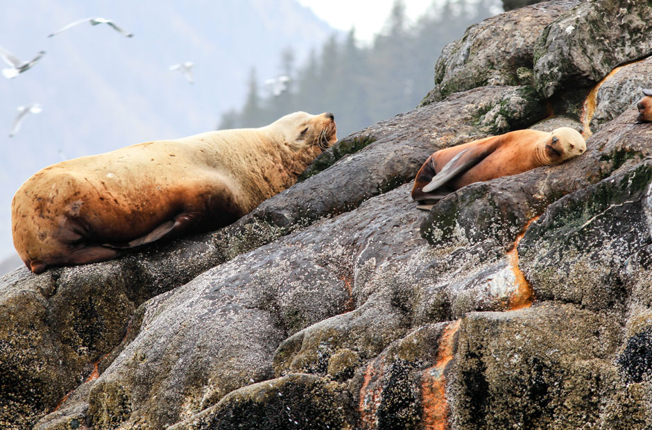 Sealions Seward