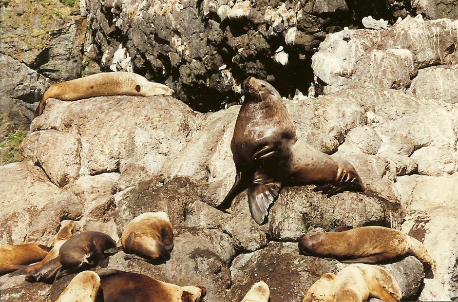sealion